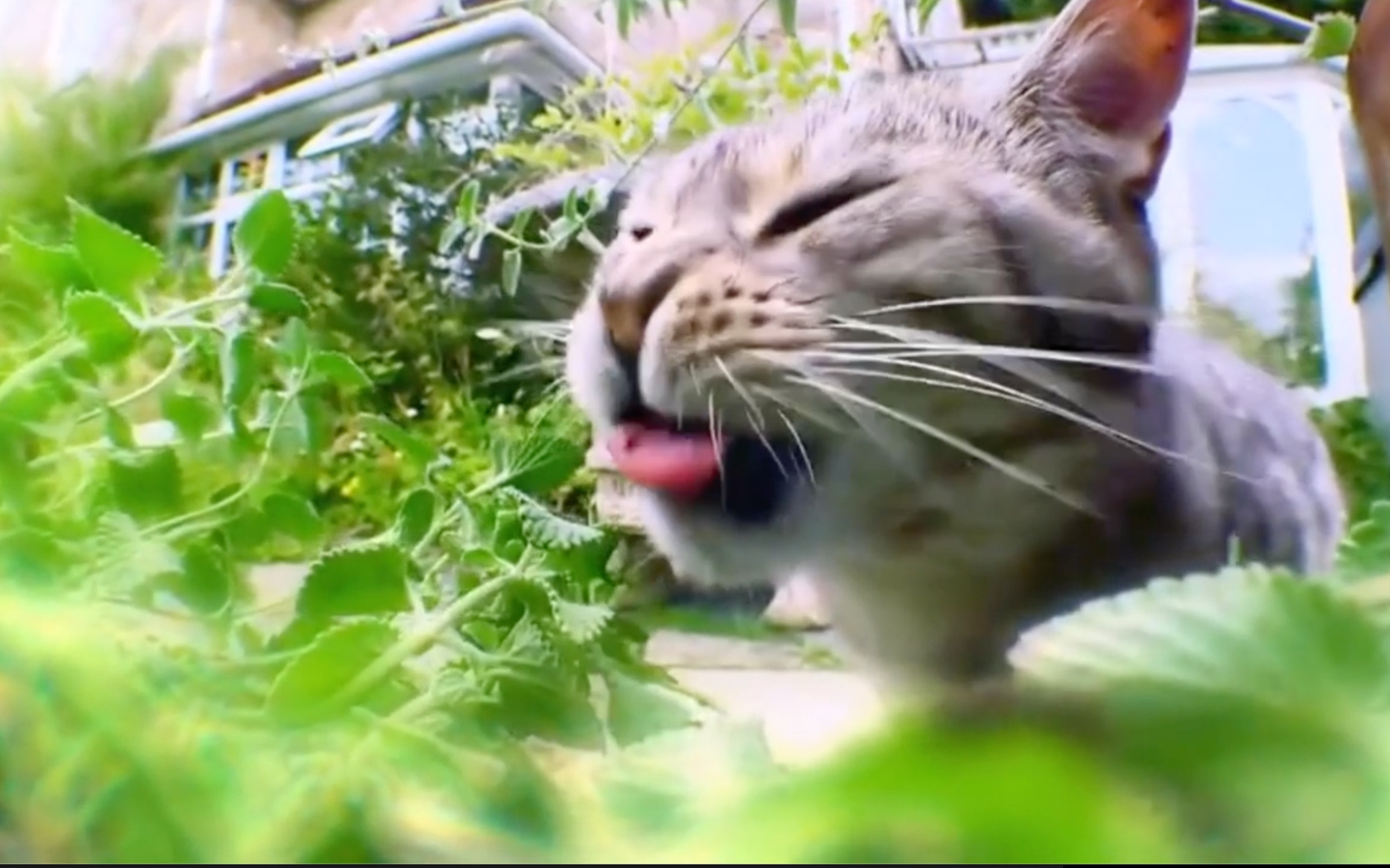 鼎盛军事论坛，吃薄荷的猫与军事爱好者们的独特交汇点，鼎盛军事论坛，吃薄荷的猫与军事爱好者的交流圣地