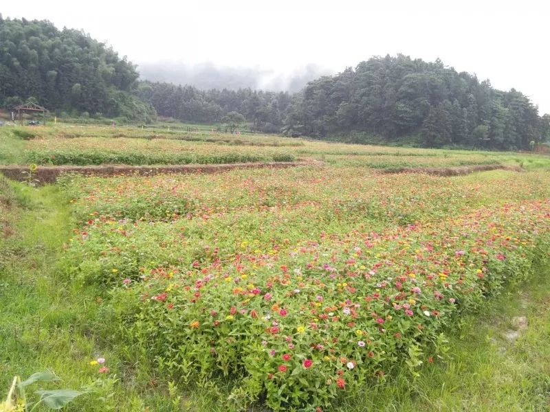 茂密森林中的王者猜谜——揭秘生肖之王，森林生肖谜题揭晓，揭秘生肖之王猜谜之旅