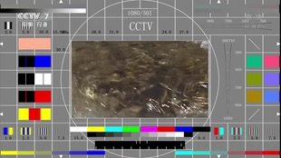 CCTV7军事农业频道，独特的军事农业融合报道的魅力与频道ID的独特设计，CCTV7军事农业频道，军事农业融合报道的魅力与独特频道ID设计