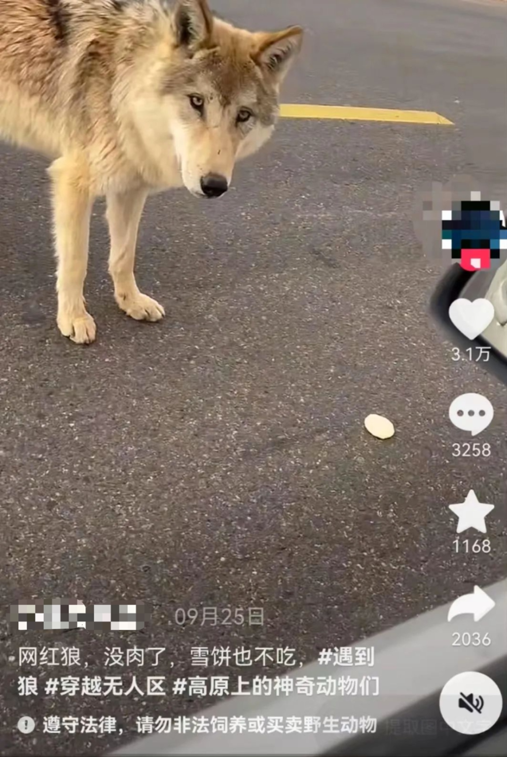 今日头条新闻，流浪的孤独老狼与yy的温暖故事，流浪老狼与yy的温馨邂逅，今日头条新闻独家报道