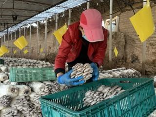 陕西省彬州市龙高镇龙马村最新新闻消息概述，陕西省彬州市龙高镇龙马村最新新闻概述
