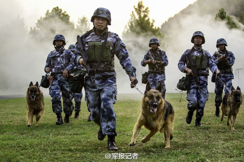 军犬训练，塑造忠诚与能力的卓越过程，军犬训练，塑造忠诚与能力的过程